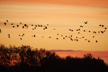 Grues cendrÈes<br>NIKON D700, 500 mm, 1250 ISO,  1/500 sec,  f : 5 